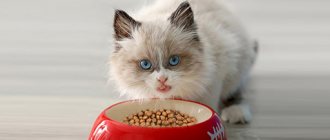 Как кормить котенка сухим кормом
