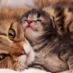 How does a cat care for its offspring?