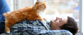 Как кошки проявляют любовь к хозяину - топ 18 проявлений любви