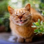 How do cats express emotions and which ones?