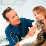 Как лечить болячки на теле у кошки