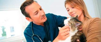 How to treat sores on a cat&#39;s body