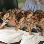 How to start breeding cats and become a successful breeder, where to start a kitten breeding business?