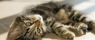 How to name a boy&#39;s tabby kitten, read the article