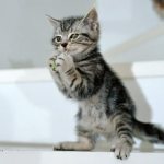 How to name a gray kitten boy read the article