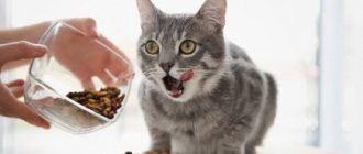 How to wean a cat off dry food: effective and working methods