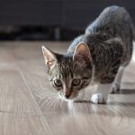 How to stop a cat from marking territory, read the article
