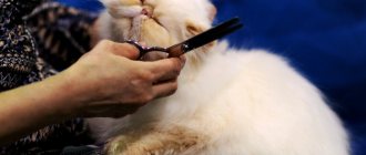 Как подстричь кота