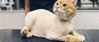 How to cut a cat&#39;s hair at home yourself, like the professionals do?