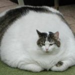 Как похудеть такой кошке?