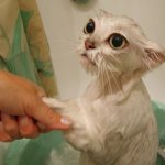How to wash a cat if he is afraid of water and scratches?