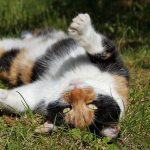Как понять, что у кошки эструс, и особенности первой течки