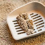 How to train a cat to use a litter box - practical advice