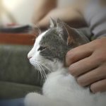 Как приучить кошку сидеть на руках