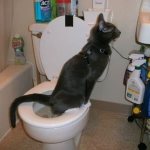 How to train a cat to use the toilet, read the article