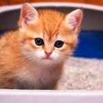 How to train a kitten to use a litter box