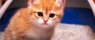 How to train a kitten to use a litter box