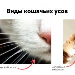 How do cat whiskers work?