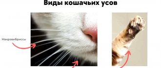 Как работают усы кошки?