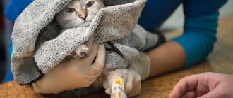 Как снять катетер у кошки в домашних условиях