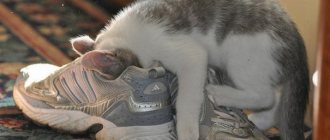 как убрать запах мочи кошки с обуви