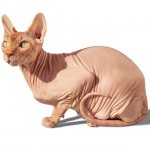 What does the Canadian Sphynx look like?