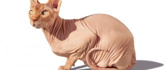 What does the Canadian Sphynx look like?
