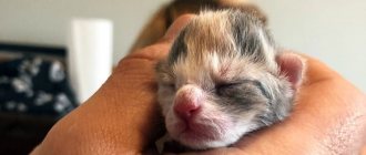 How to leave newborn kittens without a cat: what to feed and how often, what care is required, at what age to introduce complementary foods