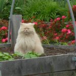 How to protect garden beds from cats