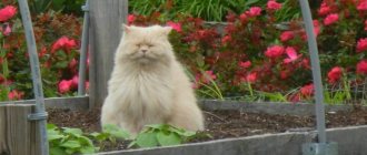 How to protect garden beds from cats