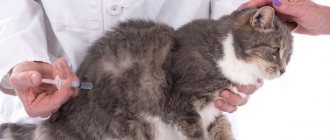 What kind of discharge in cats is considered unhealthy?