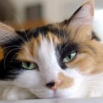 What should a healthy cat&#39;s nose look like?