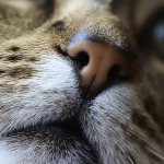 What kind of nose should a healthy cat have?