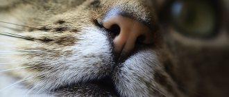 What kind of nose should a healthy cat have?