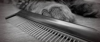 Which comb to choose for your cat