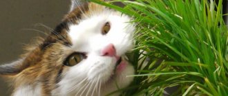 What grass do cats eat and why?