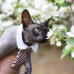 Canadian Sphynx sniffing flowers