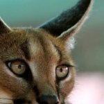 caracal at home
