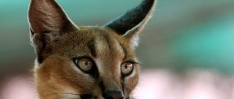 caracal at home