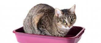 Catheterization of a cat&#39;s bladder - how to do it