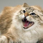 When to give your cat pain medication
