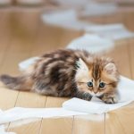 When to litter train a kitten