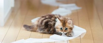 When to litter train a kitten