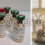 комплексная прививка для кошек