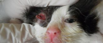 Conjunctivitis is one of the common reasons for prescribing Anandin to a cat.