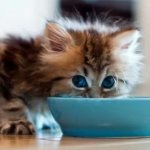 Food for kittens - which is best?