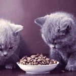 kitten food reviews