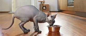 Food for sphinxes: which is better, nutritional features of kittens and adult animals