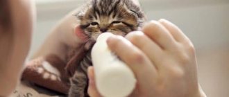 Feeding a newborn kitten without a cat