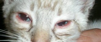 cat&#39;s eyes